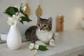 Cute cat near jasmine flowers on countertop in kitchen