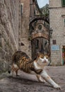 Cute cat in old town Kotor, Montenegro Royalty Free Stock Photo