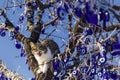 A cute cat opening mouth in evil eye tree cappadocia Royalty Free Stock Photo