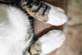 Cute Cat Paws Close Up Royalty Free Stock Photo