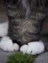 Cute cat paws and green moss