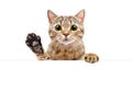 Cute cat peeking from behind a banner and waving paw Royalty Free Stock Photo