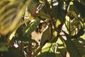 Cat peeking through the leaves of a tree Royalty Free Stock Photo