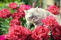 Cute cat with peony flowers relaxing in a garden Royalty Free Stock Photo