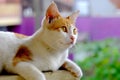 Cute cat, photographed from the front Royalty Free Stock Photo