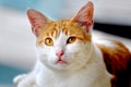 Cute cat, photographed from the front Royalty Free Stock Photo