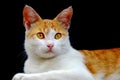 Cute cat, photographed from the front Royalty Free Stock Photo