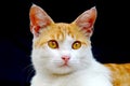 Cute cat, photographed from the front Royalty Free Stock Photo
