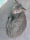 Cute cat picture in My parts in my farm catvillage