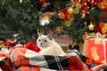 Cute cat on plaid under Christmas tree at home Royalty Free Stock Photo