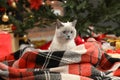 Cute cat on plaid under Christmas tree at home Royalty Free Stock Photo