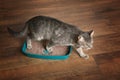 Cute cat in plastic litter box