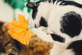 Cute cat playing with autumn leaves with paw, sitting on rustic table with cat friend and pumpkins. Black and white funny kitty Royalty Free Stock Photo