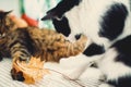 Cute cat playing with autumn leaves, sitting on rustic table with cat friend and pumpkins. Black and white funny kitty catching Royalty Free Stock Photo