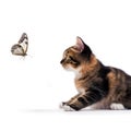 cute cat playing with butterfly Royalty Free Stock Photo