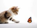 cute cat playing with butterfly Royalty Free Stock Photo