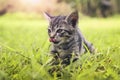 cute cat playing on green grass Royalty Free Stock Photo