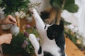 Cute cat playing with herb on rustic wooden table, catching wildflower with paws. Funny moment