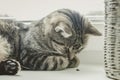 Cute cat playing with ladybug. Tabby cat lies on the window and sleeps. Sweet photos. Pet lived in a happy family in clean home.