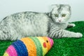 Cute cat playing with Mouse colorful toy for cats pets/Cat toys Royalty Free Stock Photo