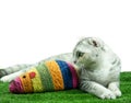 Cute cat playing with Mouse colorful toy Royalty Free Stock Photo