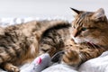 Cute cat playing with mouse toy on white bed in sunny stylish room. Maine coon with green eyes playing with with funny emotions on