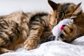 Cute cat playing with mouse toy on white bed in sunny stylish room. Maine coon with green eyes playing with with funny emotions on