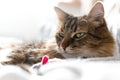 Cute cat playing with mouse toy on white bed in sunny stylish room. Maine coon with green eyes playing with with funny emotions on