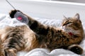 Cute cat playing with mouse toy on white bed in sunny stylish room. Maine coon with green eyes playing with with funny emotions on