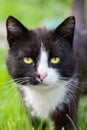 Cute cat playing in the park on rainy day Royalty Free Stock Photo