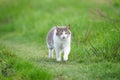 Cute cat playing in the park on rainy day Royalty Free Stock Photo