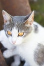 Cute cat playing in the park on rainy day Royalty Free Stock Photo