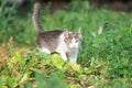 Cute cat playing in the park on rainy day Royalty Free Stock Photo