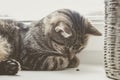 Cute cat playing with ladybug. Tabby cat lies on the window and sleeps. Sweet photos. Pet lived in a happy family in clean home.