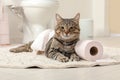 Cute cat playing with roll of toilet paper Royalty Free Stock Photo