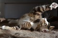 Cute cat playing Royalty Free Stock Photo