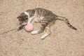 Cute cat playing with toy on floor indoor Royalty Free Stock Photo