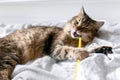 Cute cat playing with toy on white bed in sunny stylish room. Maine coon with green eyes lying and playing with funny emotions on