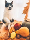 Cute cat playing on wooden table with pumpkins, autumn leaves, apples, pears, corn, nuts and chestnuts on background of window. Royalty Free Stock Photo
