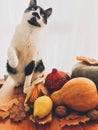 Cute cat playing on wooden table with pumpkins, autumn leaves, apples, pears, corn, nuts and chestnuts on background of window. Royalty Free Stock Photo