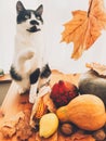 Cute cat playing on wooden table with pumpkins, autumn leaves, apples, pears, corn, nuts and chestnuts on background of window. Royalty Free Stock Photo