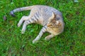 Cute cat plays on the green lawn from time to time, lying down and standing, looking around and running. Carefree life