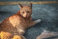 Cute cat portait sleeping on the floor.Kitten looking someting.Cat with tiger striped relaxing