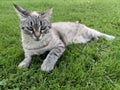 Cute cat portrait - gray cat on the grass