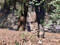 Cute cat portrait - gray cat in the garden