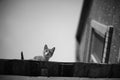 Cute cat portrait on the roof. BW photo