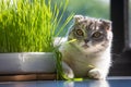 Cute cat and a pot with green organic grass during day , cats health concept .