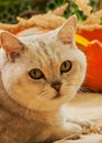 Cute cat and pumpkin. Thanksgiving Day, family holiday, Halloween . Sunny photo, vibrant autumn background Royalty Free Stock Photo