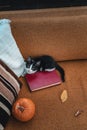 Cute cat and pumpkins on a bed Royalty Free Stock Photo