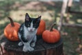 Cute cat and pumpkins on a table Royalty Free Stock Photo